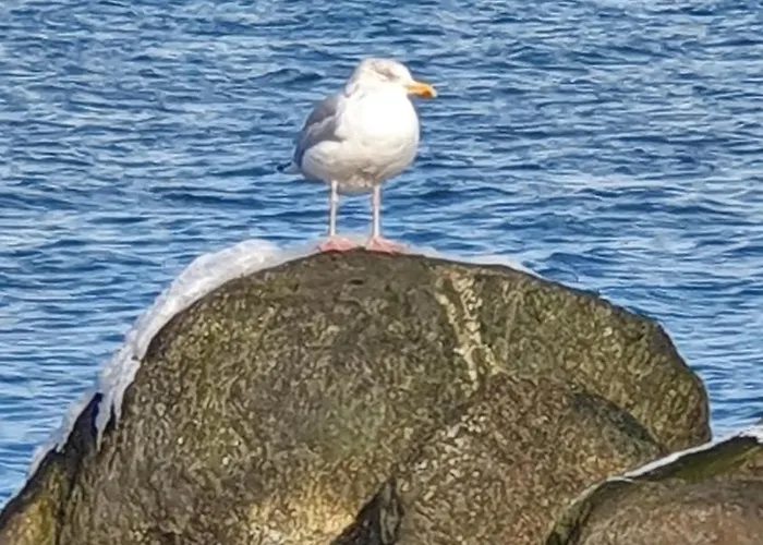 Strandgut - Lejlighed